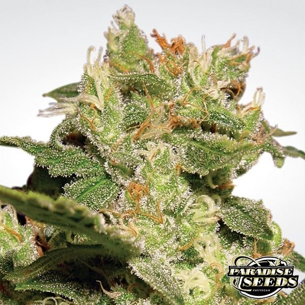 View Auto Jack marijuana plant