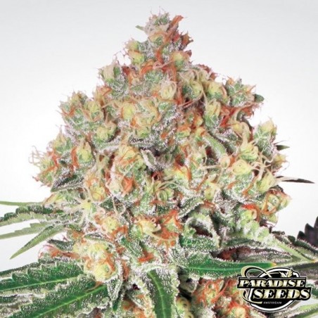 Auto Wappa marijuana plant