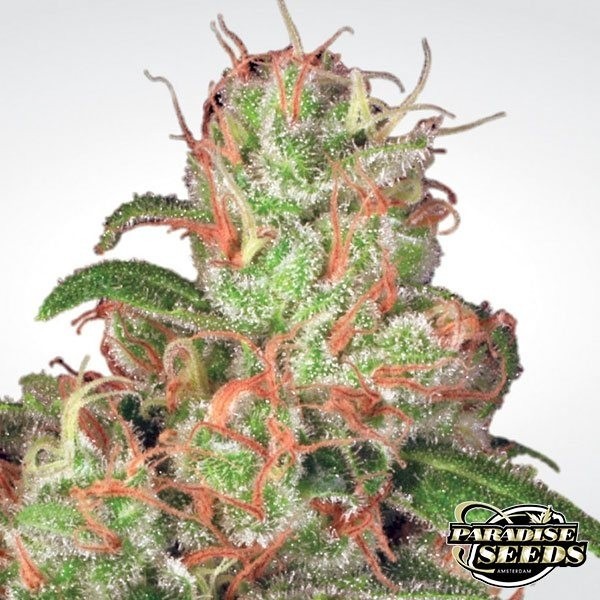 View Auto Acid cannabis plant