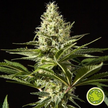 Black Bomb cannabis plant