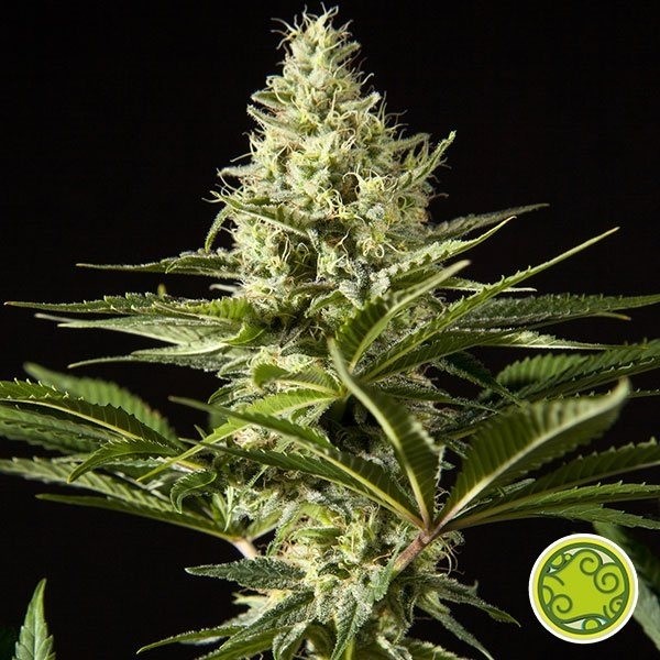 View Black Bomb cannabis plant