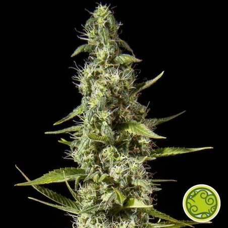 Early Maroc cannabis plant