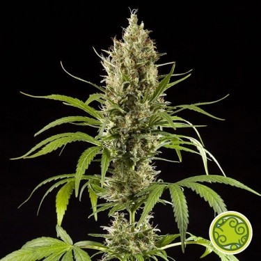 Easy Haze cannabis plant