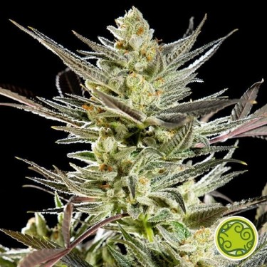 Fruity Jack - Jack El Frutero (Jack the Grocer)