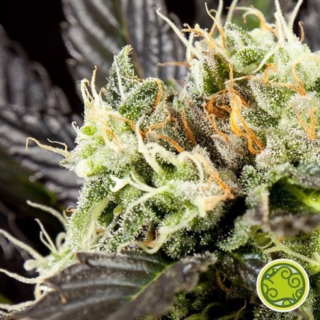 Heaven's Fruit cannabis plant