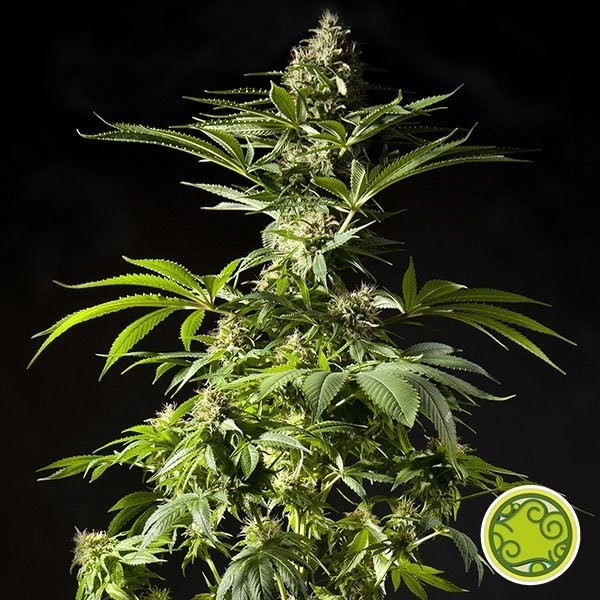 View Tropimango cannabis plant