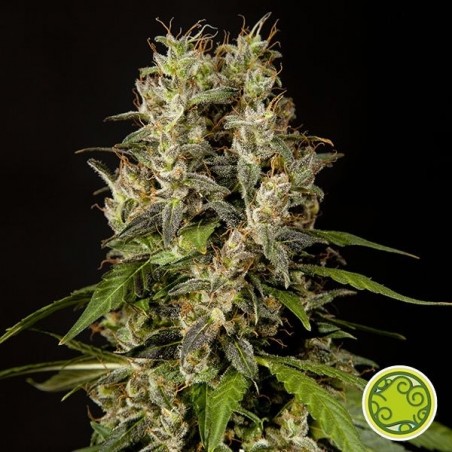 Sweet Love marijuana plant
