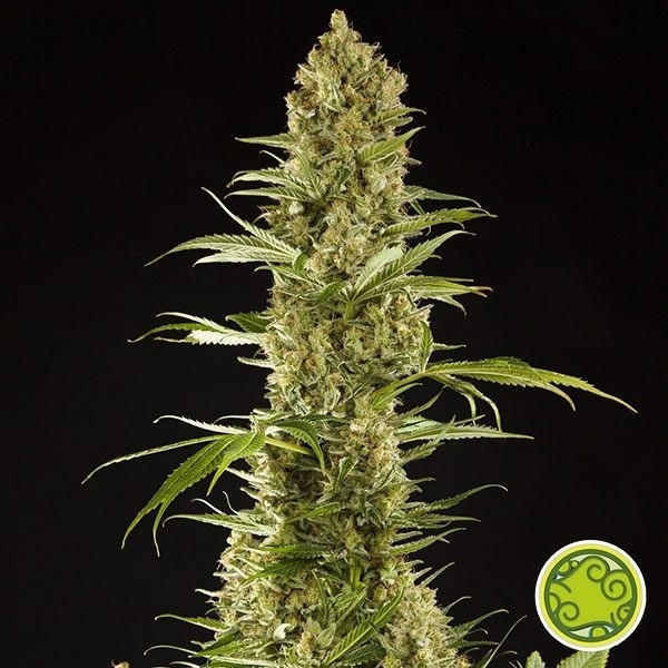 Sugar Pop marijuana plant