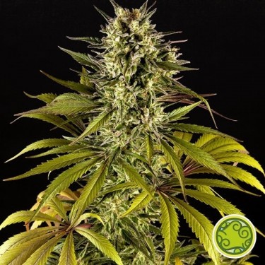 Spicy CBD marijuana plant