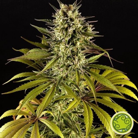 Spicy CBD marijuana plant