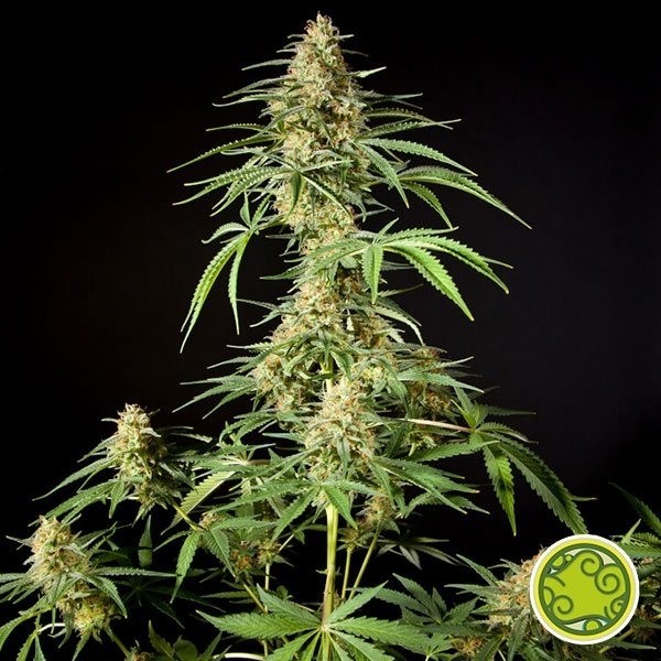 View Philo Skunk - Gokunk cannabis plant