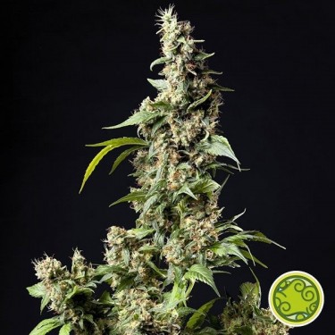 Orange Candy - Naranchup marijuana plant