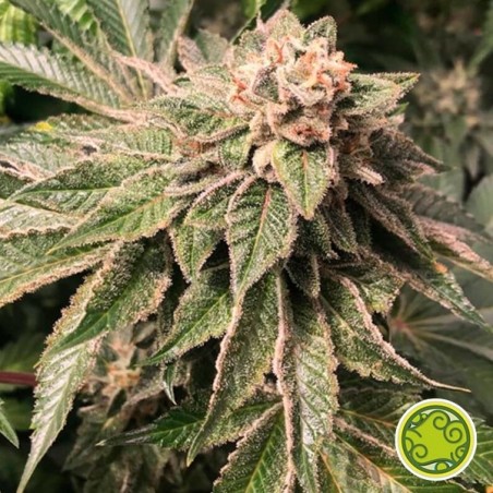 Key Lime Pie x Do-Si-Dos - Marijuana Plant