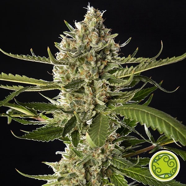 View Lemon OG Candy Cannabis Plant