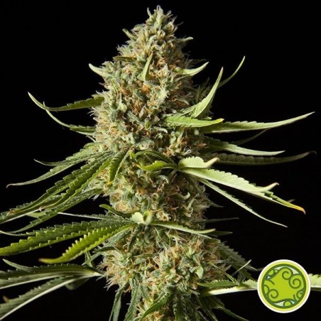 Amnesika 2.0 cannabis plant