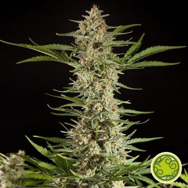 Fraggle Skunk Auto cannabis plant