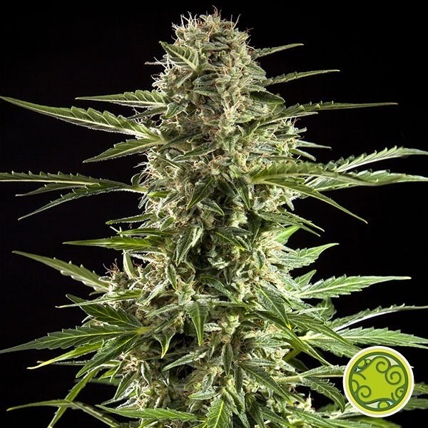 Cheesy Auto CBD Cannabis Plant