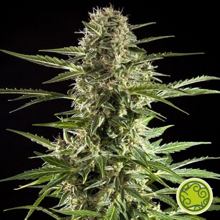 Cheesy Auto CBD Cannabis Plant