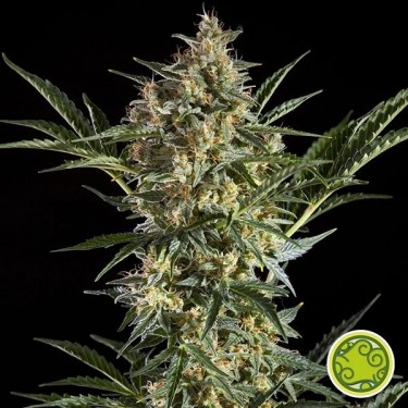 Sleepy Yoda Auto Cannabis Plant