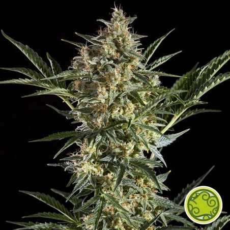 Sleepy Yoda Auto Cannabis Plant