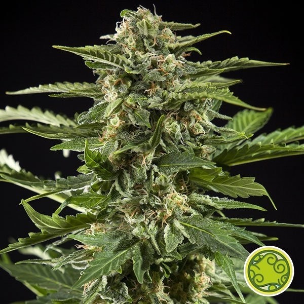View Cheesy Auto cannabis plant