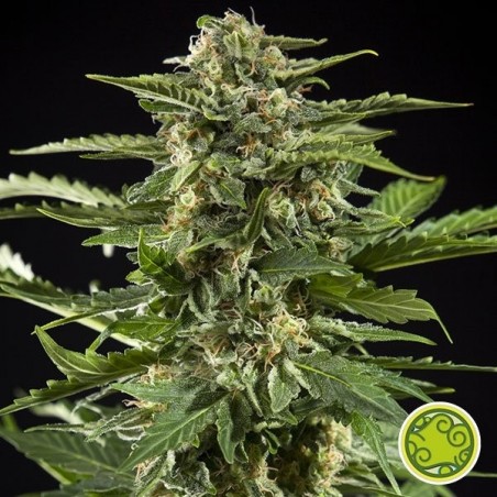 Cheesy Auto cannabis plant