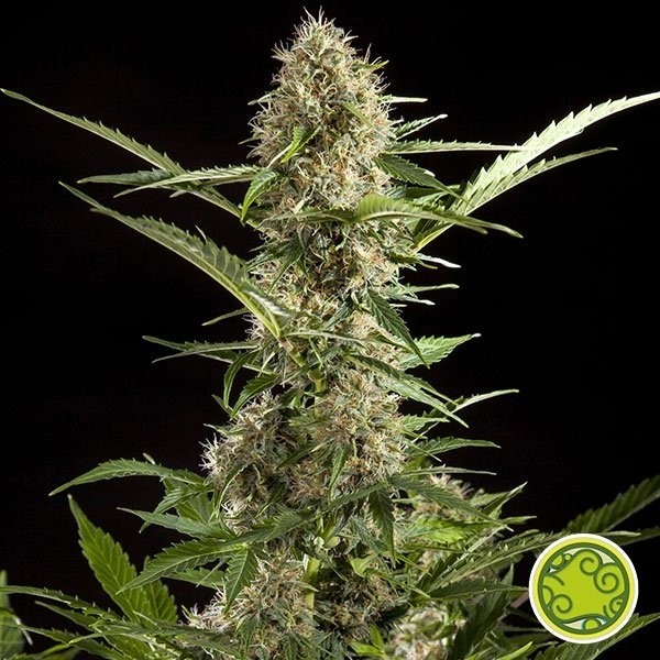 White Yoda Auto cannabis plant