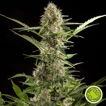White Yoda Auto cannabis plant