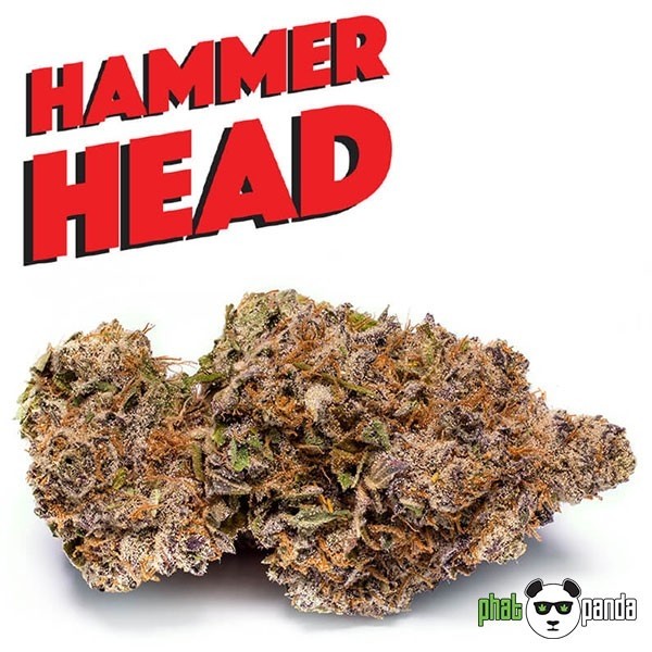 View Hammerhead Marijuana Bud