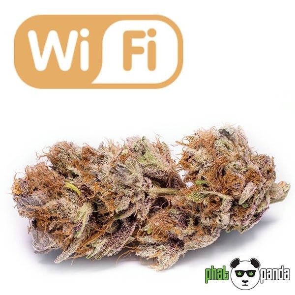 View Wi Fi Marijuana Plant