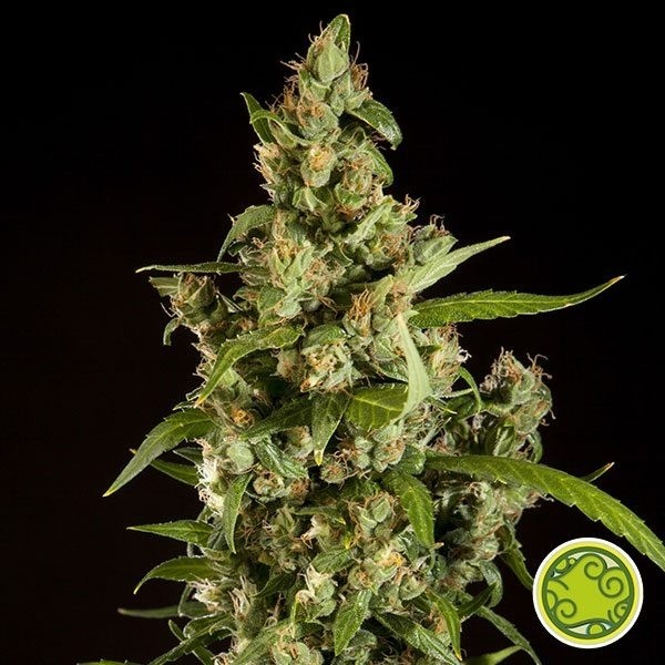 View Jamaican Blueberry BX regular Cannabis Plant