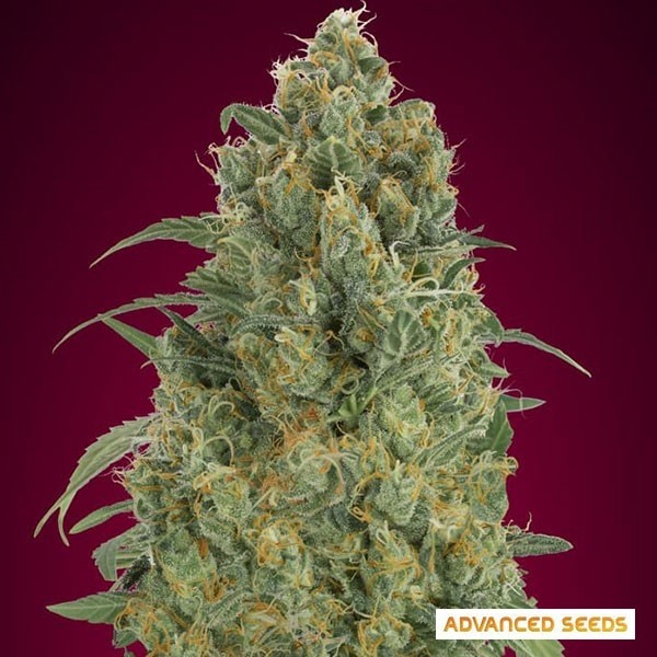 View Auto Strawberry Gum from Advanced Seeds - GB