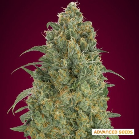 Auto Strawberry Gum from Advanced Seeds - GB