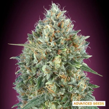 Auto Gelato 33 Marijuana Plant