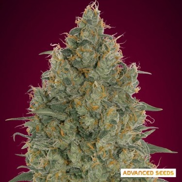 Strawberry Gum Marijuana Plant
