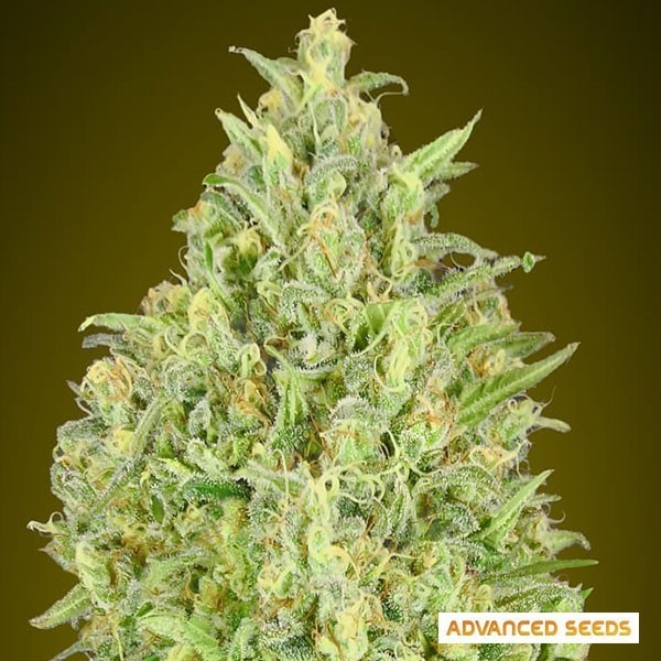 View Auto Pineapple Glue Marijuana Plant