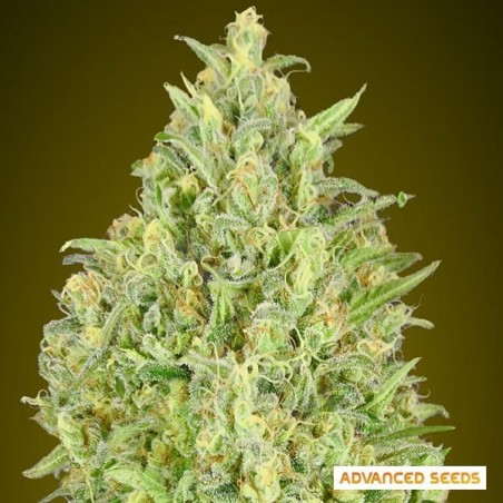 Auto Pineapple Glue Marijuana Plant