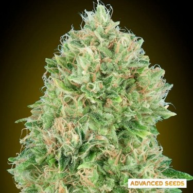 Pineapple Glue Marijuana Plant