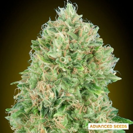 Pineapple Glue Marijuana Plant