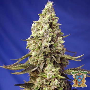 Runtz XL Auto Marijuana Plant