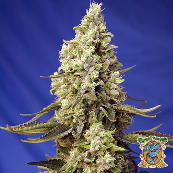 View Runtz XL Auto Marijuana Plant