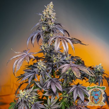 Red Gorilla Girl XL Auto Marijuana Plant