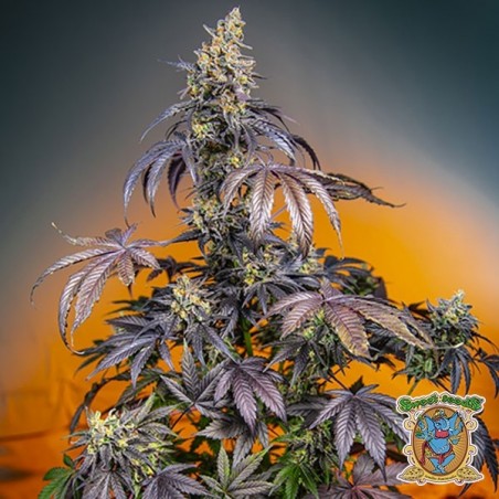 Red Gorilla Girl XL Auto Marijuana Plant