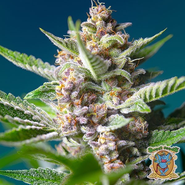 View Purple Punch OG Marijuana Plant