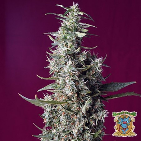 Sweet Cherry Pie Marijuana Plant