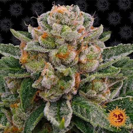 Skywalker OG Auto Marijuana Plant
