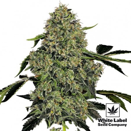 OG Kush Automatic