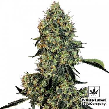 OG Kush Marijuana Plant