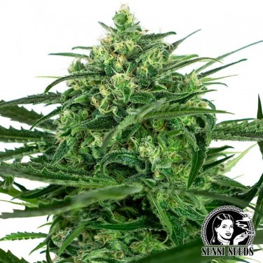 Sensi Amnesia Marijuana Plant