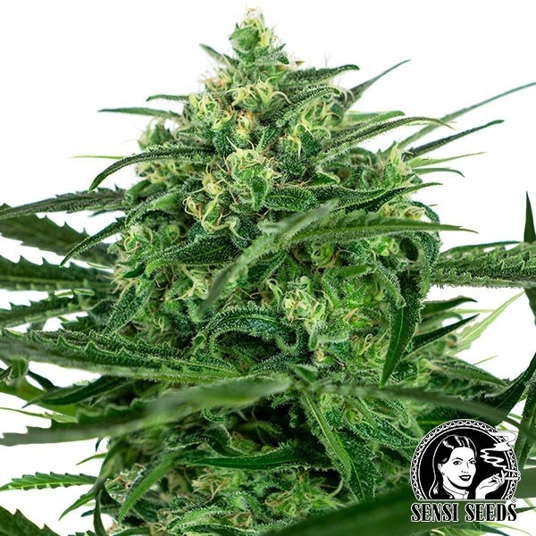 View Sensi Amnesia Marijuana Plant